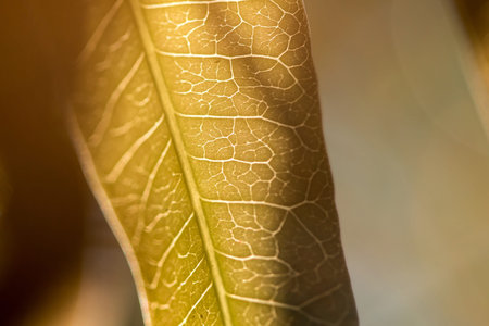 Rear-patterned foliage is beautiful in nature.