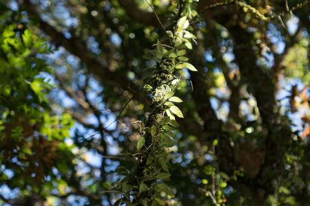 Fern leaves in the forest affect the morning sun.の写真素材
