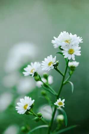 White Cutter Flower is blooming beautifully
Is a flower decorated in a bouquet of flowersの写真素材