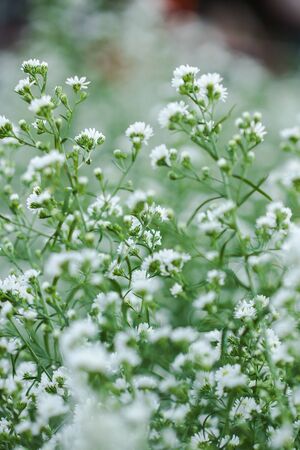 White Cutter Flower is blooming beautifully
Is a flower decorated in a bouquet of flowersの写真素材