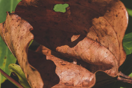 Dry leaves curled naturally Fell on the ground