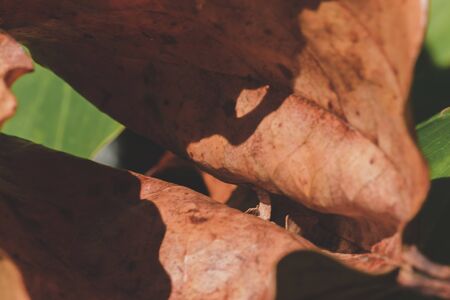 Dry leaves curled naturally Fell on the groundの写真素材