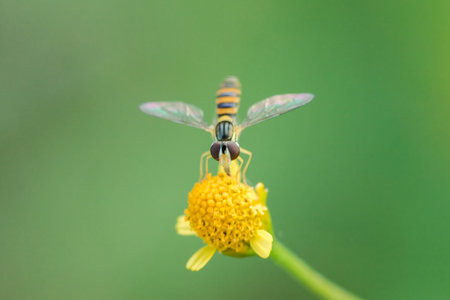 The bee is on the yellow flower pollen, is a macro photography.