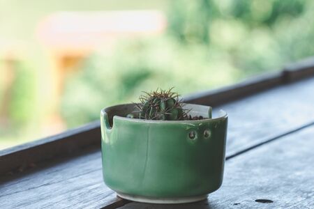 Cactus in pots placed on a wooden balconyの写真素材