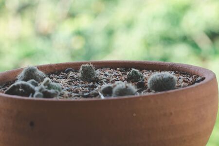 Cactus in pots placed on a wooden balconyの写真素材