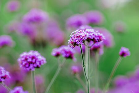 Verbena is blooming and beautiful in the rainy season.の写真素材