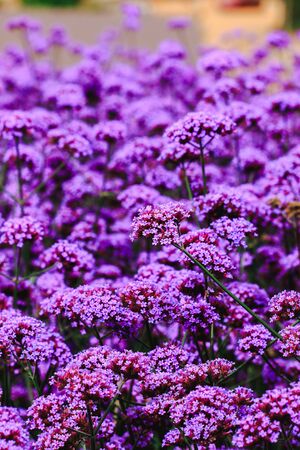Verbena is blooming and beautiful in the rainy season.の写真素材