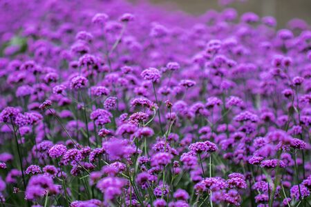 Verbena is blooming and beautiful in the rainy season.の写真素材