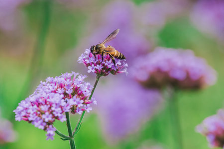 The bee on Verbena is blooming and beautiful in the rainy season.