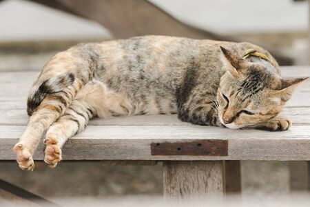 Brown cat lying on an old wooden chairの写真素材