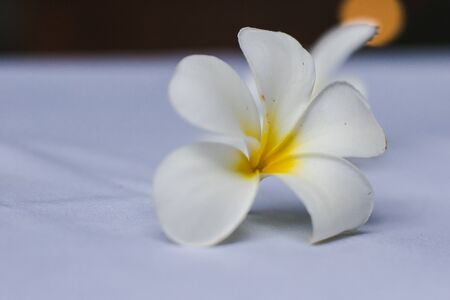 Plumeria white flowers laid on a white fabricの写真素材