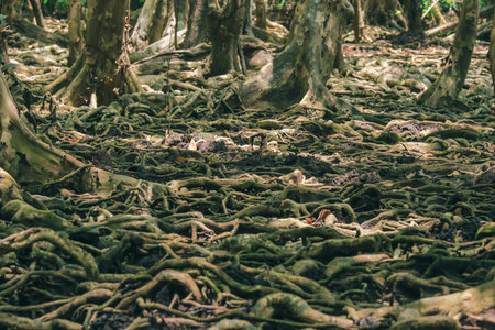 Many tree roots on the mangrove forest are used for adhesion.