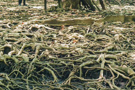 Many tree roots on the mangrove forest are used for adhesion.