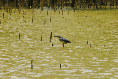 Butorides striatus stands on the branches above the water. Is a small bird found in the mangrove...