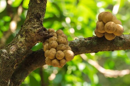 Lansium domesticum, tropical fruit, has a sweet taste, spherical, thick, rough, yellow Called Longkongの写真素材