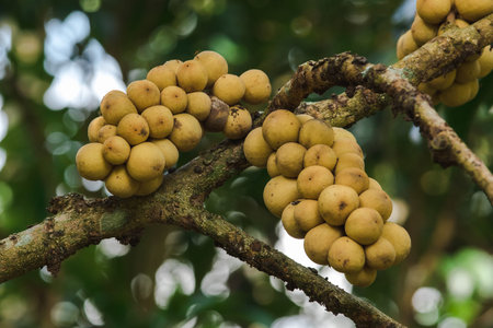 Lansium domesticum, tropical fruit, has a sweet taste, spherical, thick, rough, yellow Called...