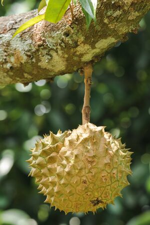 Durian is known as "The King of Fruits" and the meat is deliciousの写真素材