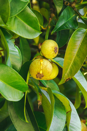 Mangosteen on the tree is a local Thai fruit. The taste is sweet, sour and has a mellow flavor.