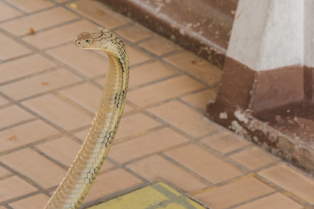 King cobra is raising his head. King cobra is the longest venomous snake in the world.