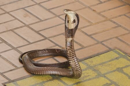 Cobra is on the floor Is a medium sized snake There is one serious poison.の写真素材