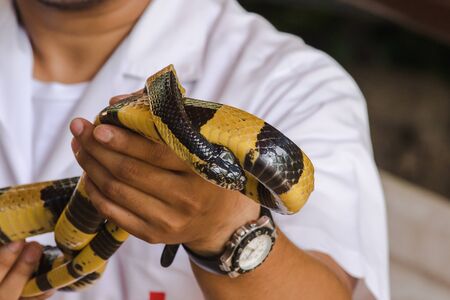 Malayan Krait is on a man's hand. A snake with black and white stripes along the body length.の写真素材