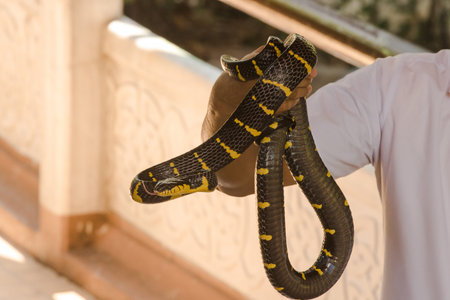 Malayan Krait is on a man's hand. A snake with black and white stripes along the body length.