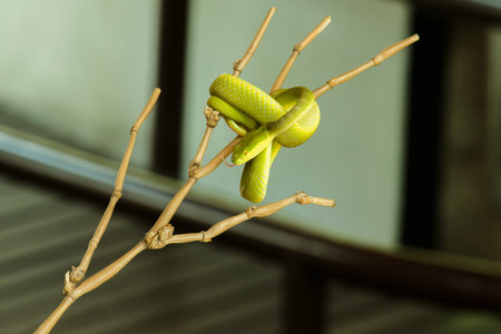 White-lipped Pitviper on the branch Often found in a garden near a person's home