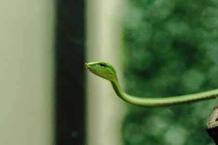 Long-nosed whip snake is a kind of poisonous snake Living most of the tree lifeの写真素材