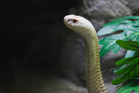 A white cobra looking through the glass closet in the zoo