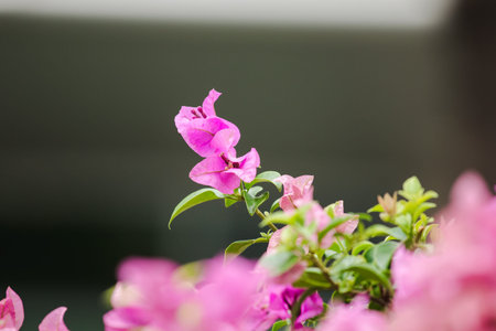 Bougainvillea Classified as ornamental flowers that are commonly grown in houses