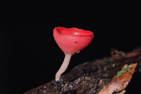 The Fungi Cup is orange, pink, red, found on the ground and dead timber.の写真素材