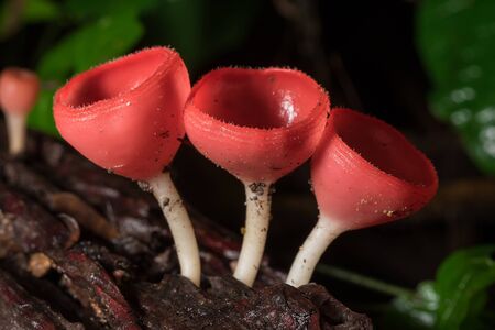 The Fungi Cup is orange, pink, red, found on the ground and dead timber.の写真素材