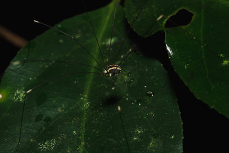 The spider is on the leaves in the natural forest.