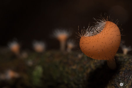 The Fungi Cup is orange, pink, red, found on the ground and dead timber.