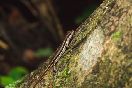 Skink is on trees that are commonly found in forests.の写真素材