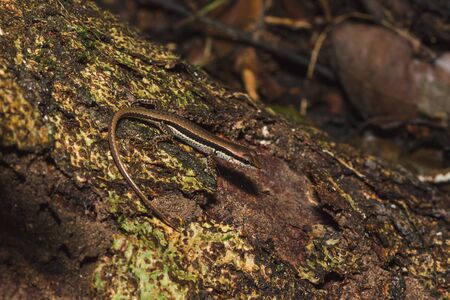 Skink is on trees that are commonly found in forests.の写真素材