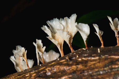 A small white mushroom in the forest on the trunk of the barkの写真素材