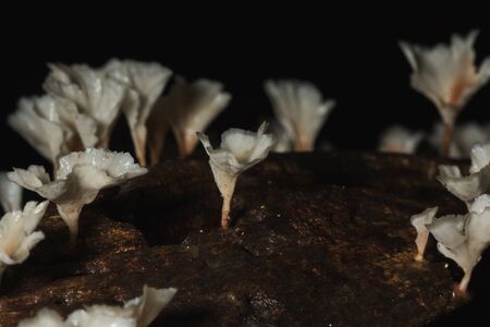 A small white mushroom in the forest on the trunk of the barkの写真素材