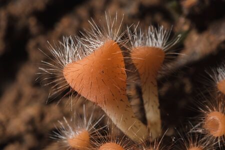 The Fungi Cup is orange, pink, red, found on the ground and dead timber.の写真素材