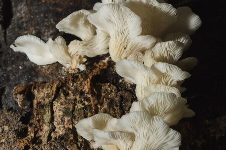 A small white mushroom in the forest on the trunk of the barkの写真素材
