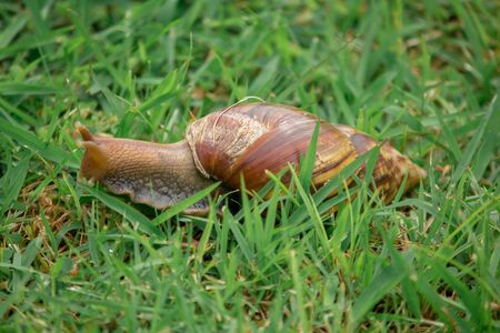 Snail on the lawnの写真素材