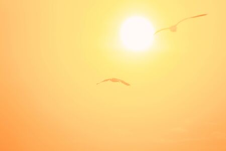 Silhouettes of seagulls flying in the sunset.Is a wetlands bird along the coastの写真素材