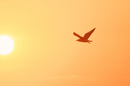 Silhouettes of seagulls flying in the sunset.Is a wetlands bird along the coastの写真素材