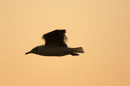 Silhouettes of seagulls flying above the sunset. , With a beautiful orange background