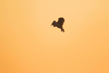 Silhouettes of seagulls flying above the sunset. , With a beautiful orange backgroundの写真素材