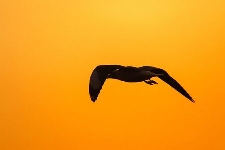 Silhouettes of seagulls flying above the sunset. , With a beautiful orange backgroundの写真素材