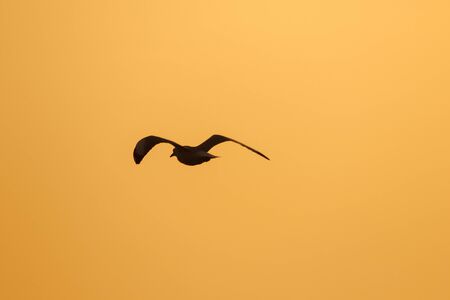 Silhouettes of seagulls flying above the sunset. , With a beautiful orange backgroundの写真素材