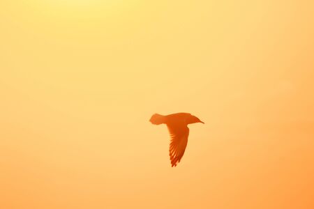 Silhouettes of seagulls flying above the sunset. , With a beautiful orange backgroundの写真素材