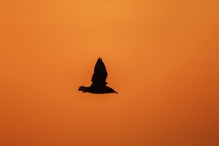 Silhouettes of seagulls flying above the sunset. , With a beautiful orange backgroundの写真素材
