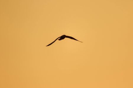 Silhouettes of seagulls flying above the sunset. , With a beautiful orange backgroundの写真素材
